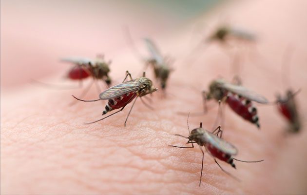 why mosquitoes like you rather than others